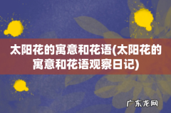 太阳花的寓意和花语观察日记 太阳花的寓意和花语