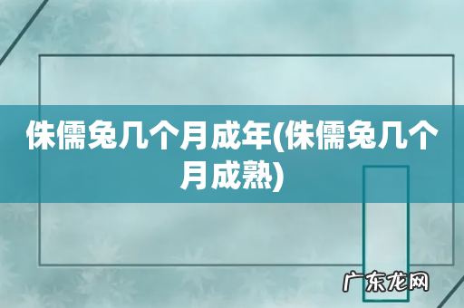 侏儒兔几个月成熟 侏儒兔几个月成年