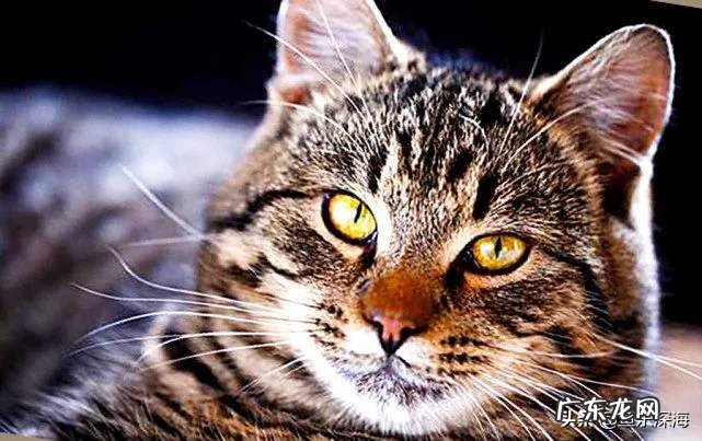 猫咪为什么喜欢跟主人一起睡觉？