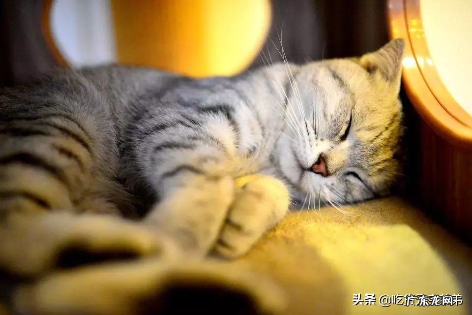 猫咪为什么喜欢跟主人一起睡觉？