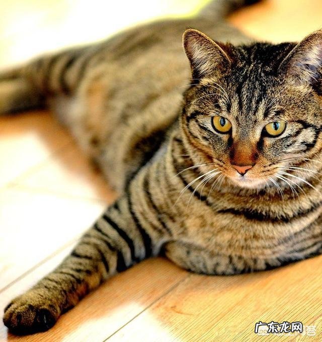 猫咪为什么喜欢跟主人一起睡觉？