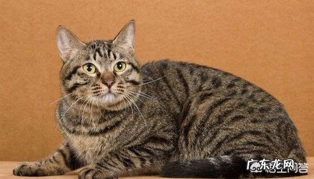 猫咪为什么喜欢跟主人一起睡觉？