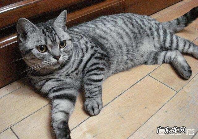 猫咪为什么喜欢跟主人一起睡觉？