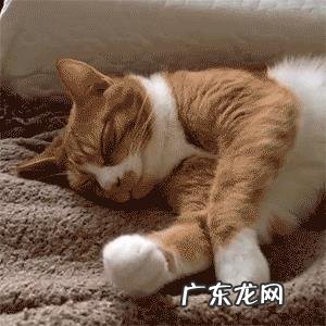 猫咪为什么喜欢跟主人一起睡觉？