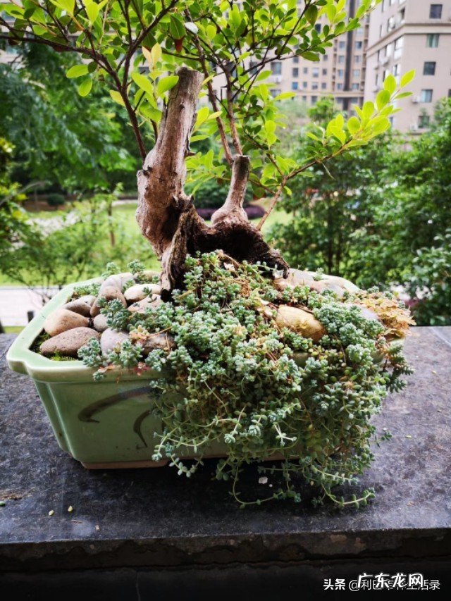 树根可以发芽吗?