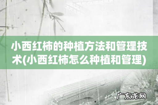 小西红柿怎么种植和管理 小西红柿的种植方法和管理技术