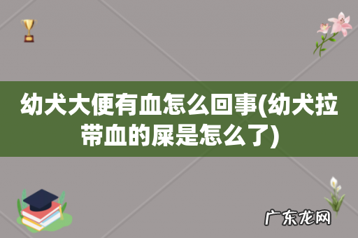 幼犬拉带血的屎是怎么了 幼犬大便有血怎么回事