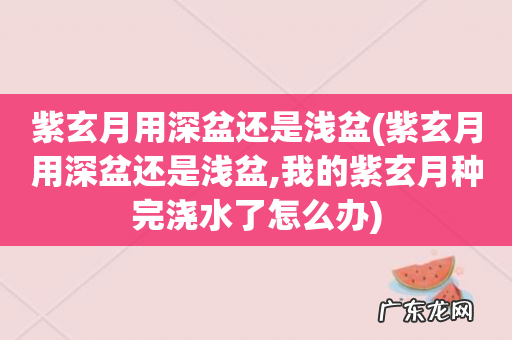 紫玄月用深盆还是浅盆,我的紫玄月种完浇水了怎么办 紫玄月用深盆还是浅盆