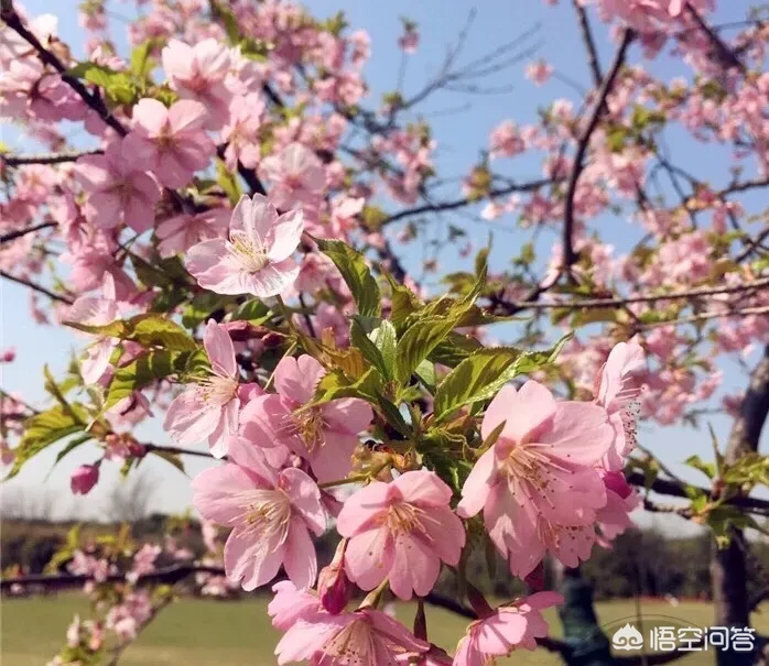春季，上海周边哪里有看花的地方，求推荐？