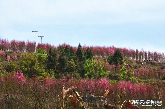 春季,上海周边哪里有看花的地方,求推荐?
