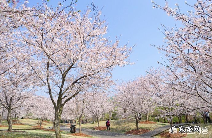 春季，上海周边哪里有看花的地方，求推荐？