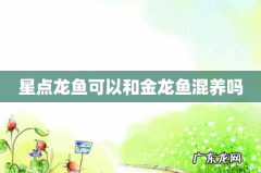 星点龙鱼可以和金龙鱼混养吗