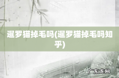 暹罗猫掉毛吗知乎 暹罗猫掉毛吗