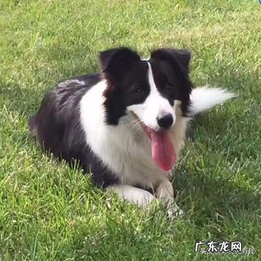 小宝宝跟小狗狗呆在一起会不会有什么影响？