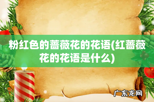 红蔷薇花的花语是什么 粉红色的蔷薇花的花语