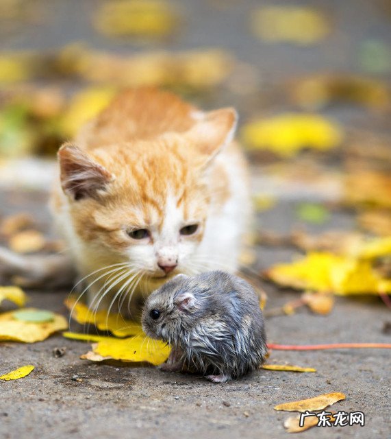 猫为什么喜欢吃老鼠?