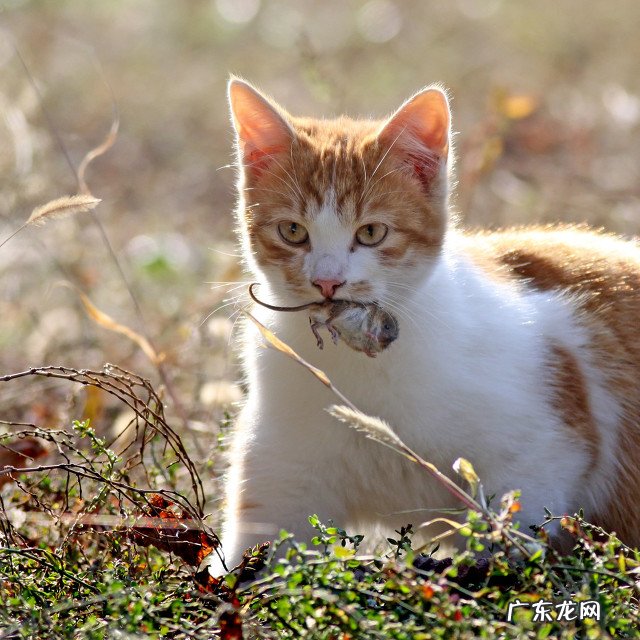 猫为什么喜欢吃老鼠?
