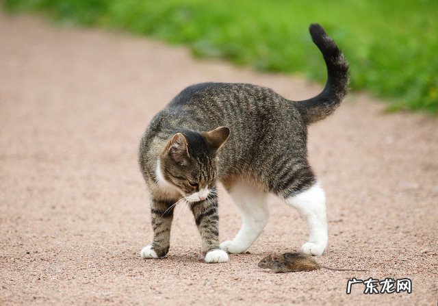 猫为什么喜欢吃老鼠?