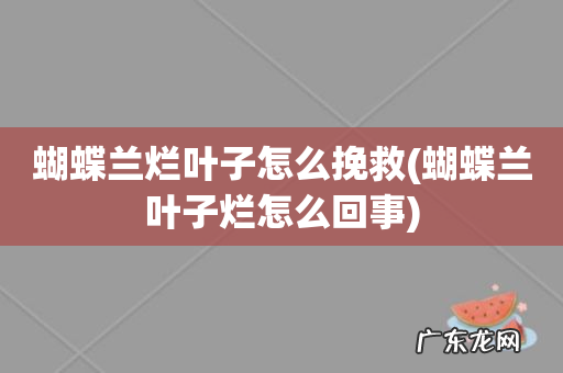 蝴蝶兰叶子烂怎么回事 蝴蝶兰烂叶子怎么挽救