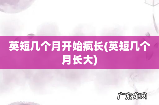 英短几个月长大 英短几个月开始疯长