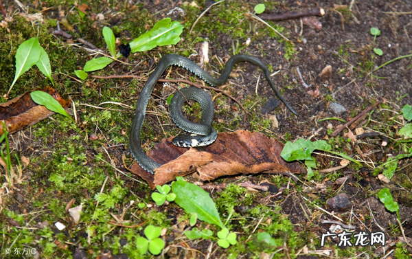 罗盘不转的地方是不是不好 风水罗盘不会转动怎么办
