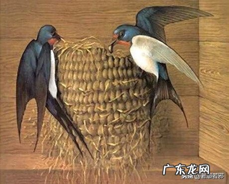 喜鹊在窗外筑巢风水 鸟在家里筑巢风水解释