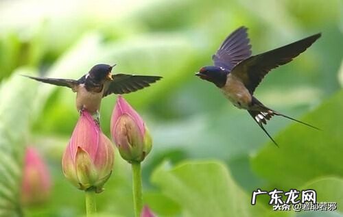 喜鹊在窗外筑巢风水 鸟在家里筑巢风水解释