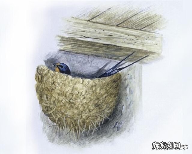 喜鹊在窗外筑巢风水 鸟在家里筑巢风水解释