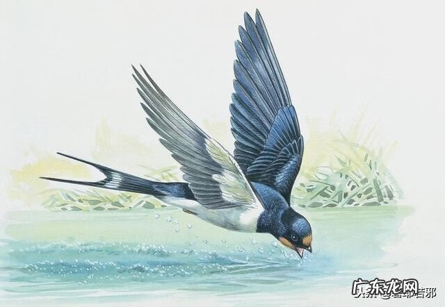 喜鹊在窗外筑巢风水 鸟在家里筑巢风水解释