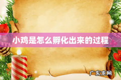 小鸡是怎么孵化出来的过程