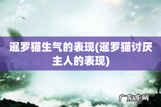 暹罗猫讨厌主人的表现 暹罗猫生气的表现