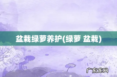 绿萝 盆栽 盆栽绿萝养护