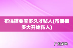 布偶猫多大开始粘人 布偶猫要养多久才粘人