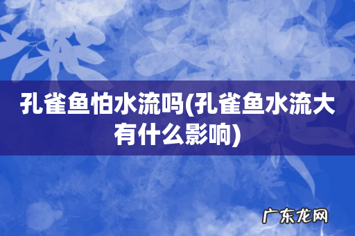 孔雀鱼水流大有什么影响 孔雀鱼怕水流吗