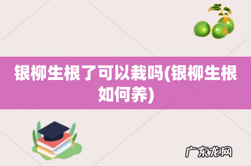 银柳生根如何养 银柳生根了可以栽吗