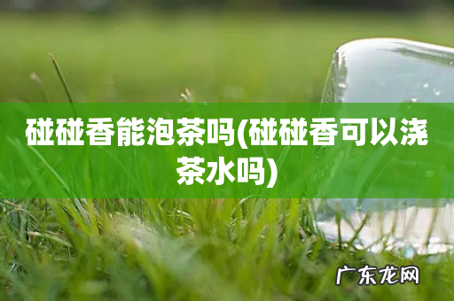 碰碰香可以浇茶水吗 碰碰香能泡茶吗