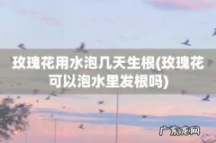 玫瑰花可以泡水里发根吗 玫瑰花用水泡几天生根