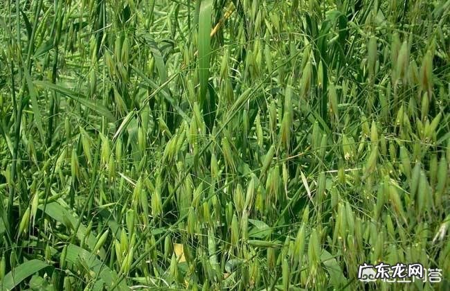 大麦田的野燕麦怎么除?