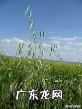 大麦田的野燕麦怎么除?