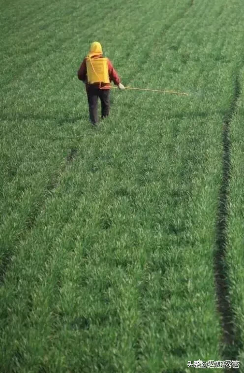 大麦田的野燕麦怎么除?