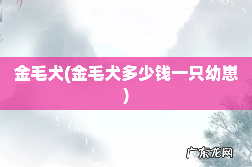 金毛犬多少钱一只幼崽 金毛犬