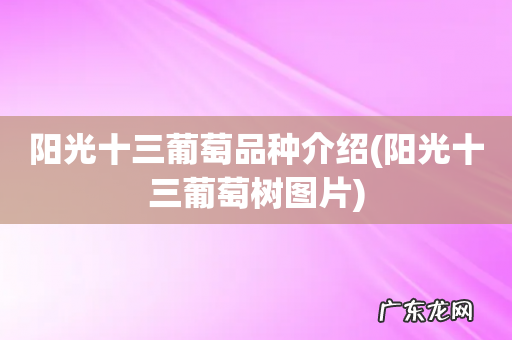 阳光十三葡萄树图片 阳光十三葡萄品种介绍