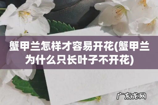 蟹甲兰为什么只长叶子不开花 蟹甲兰怎样才容易开花