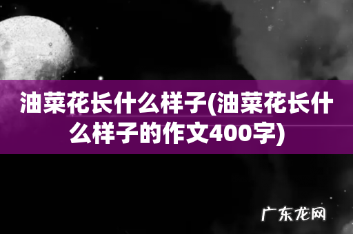 油菜花长什么样子的作文400字 油菜花长什么样子