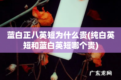 纯白英短和蓝白英短哪个贵 蓝白正八英短为什么贵