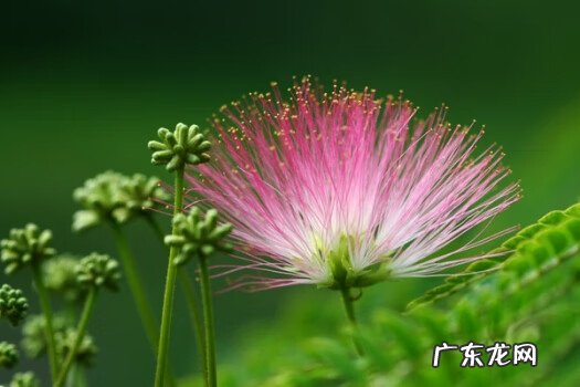 合欢花有几种 合欢花的寓意