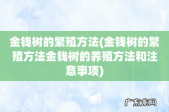 金钱树的繁殖方法金钱树的养殖方法和注意事项 金钱树的繁殖方法