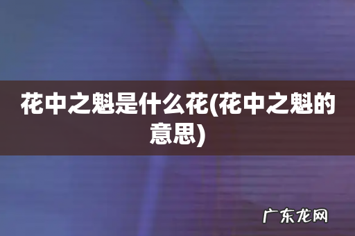 花中之魁的意思 花中之魁是什么花