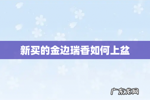 新买的金边瑞香如何上盆