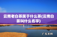 云南白茶叫什么名字 云南老白茶属于什么茶